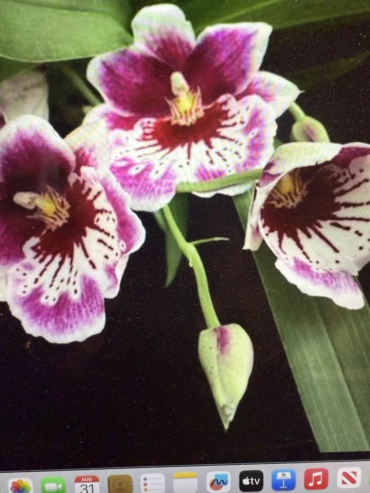 Miltonia Orchid Plant Bare Root Bulb - Martin Oranstei - Epiphytic Flowering Orchid for Indoor & Outdoor Growth