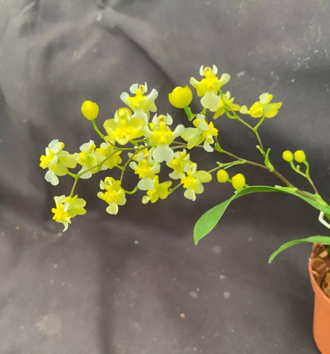 Miniature Orchid Oncidium Gold Dust Plant in 2.5" Pot, Bright Yellow Fragrant Blooms, Indoor Orchid, Beginner-Friendly