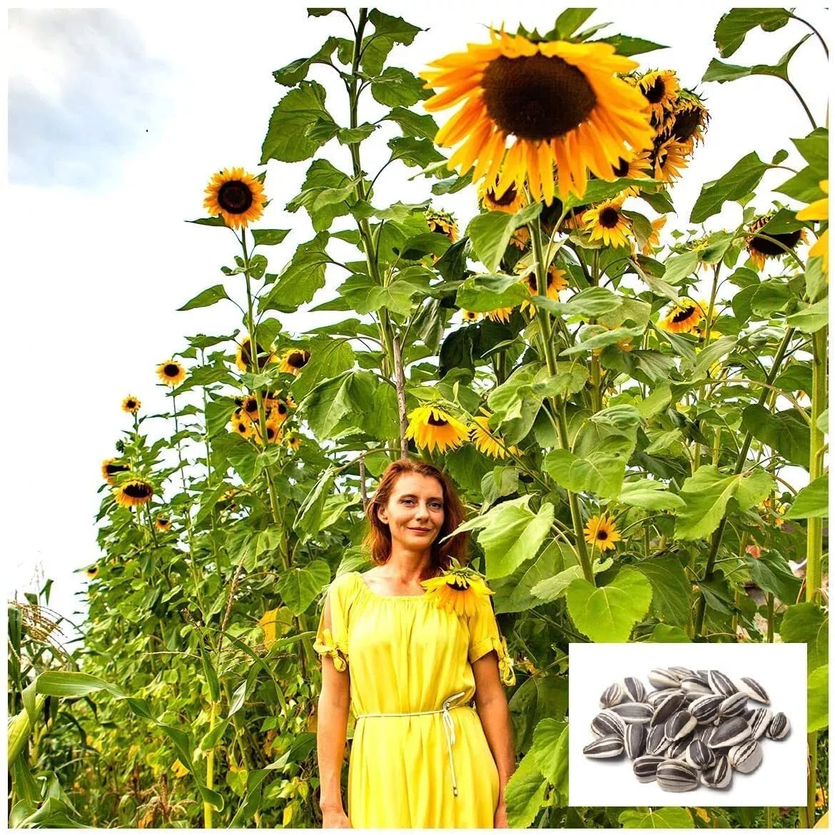 Skyscraper Sunflower Seeds 100+ Count | Tall Helianthus annuus for Gardens & Landscaping