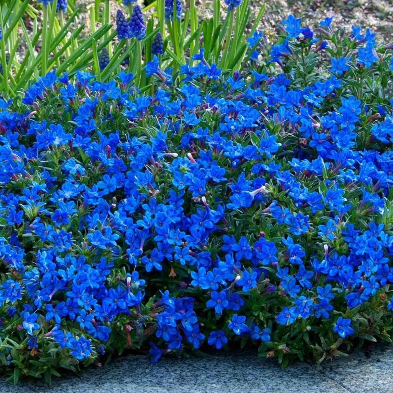 Bright Blue Alyssum Seeds - Lobularia maritima - Ground Cover & Border Flowers - 25 Pack