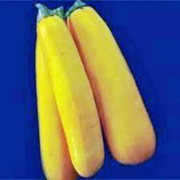 Golden Zucchini Squash Seeds, Heirloom, Non-GMO, Cucurbita pepo, 500 Seeds for Home Garden, Compact Bush Growth