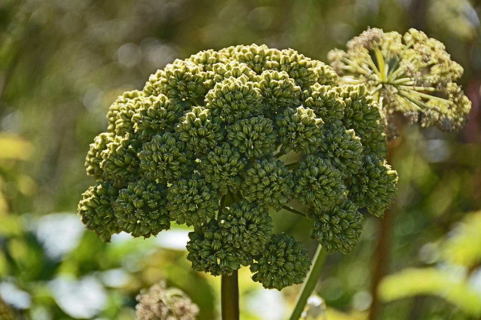 Angelica Seeds | Perennial Medicinal Herb | Rare Purple Variety | Angelica Atropurpurea | Over 80 Seeds