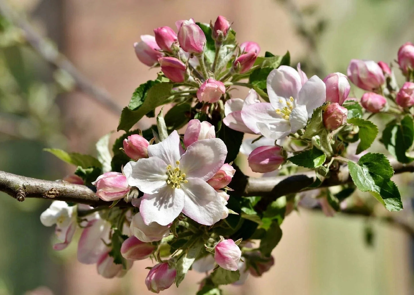 Apple Blossom Tree Seeds - Cassia javanica - Tropical Flowering Plant for Gardens and Landscaping - 10 Seeds