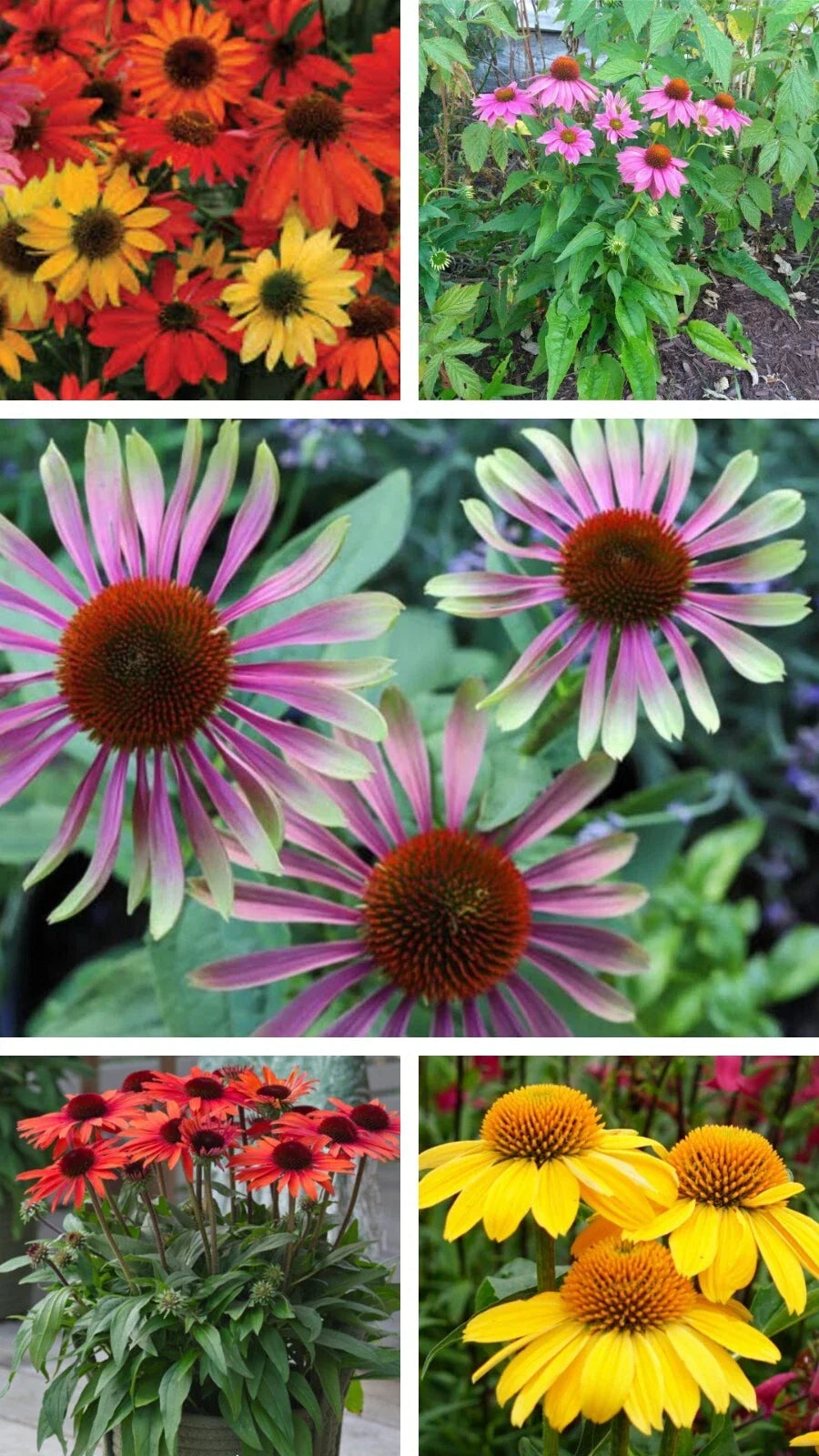 Echinacea x hybrida Live Perennial Plants Sampler – 5 Varieties, Deer Resistant, Butterfly Attracting, Full Sun