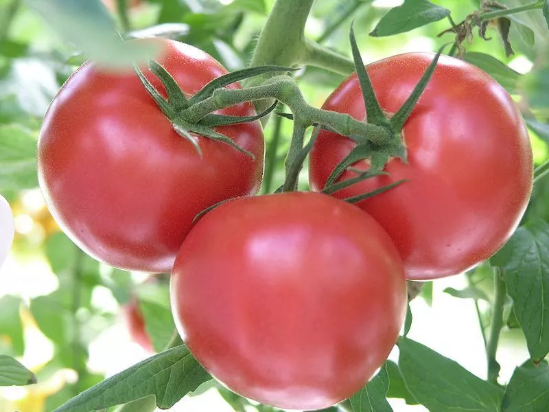 Rutgers Tomato Seeds - 30 Non-GMO Heirloom Solanum lycopersicum for Home Garden, Containers