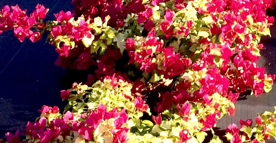 Bougainvillea Starter Plant - Sunstone Red Variety - Well-Rooted in 4-Inch Pot - Bougainvillea glabra