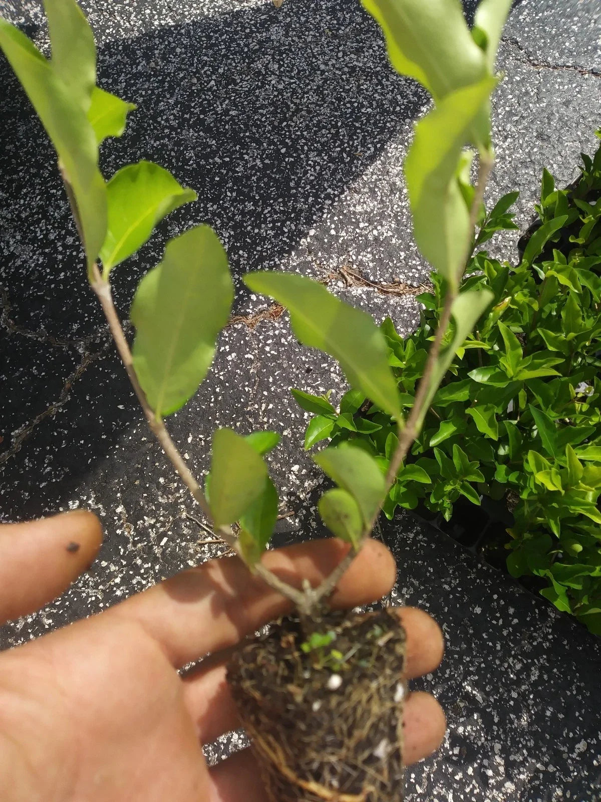 Acerola Cherry Tree Plant - Live, Pesticide-Free, Well-Established Malpighia emarginata for Home Garden, Tropical Landscape
