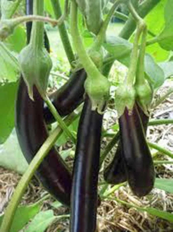 Eggplant Seeds - Long Purple Heirloom - Non-GMO Vegetable Garden Seeds - Solanum melongena, 500 Pack