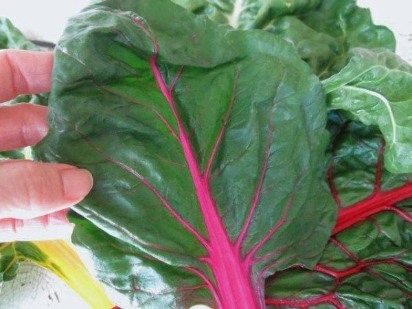 Ruby Red Swiss Chard Seeds - 50 Count Packet, Beta vulgaris, Edible Stems & Leaves, Heavy Yielding for Salads & Cooking