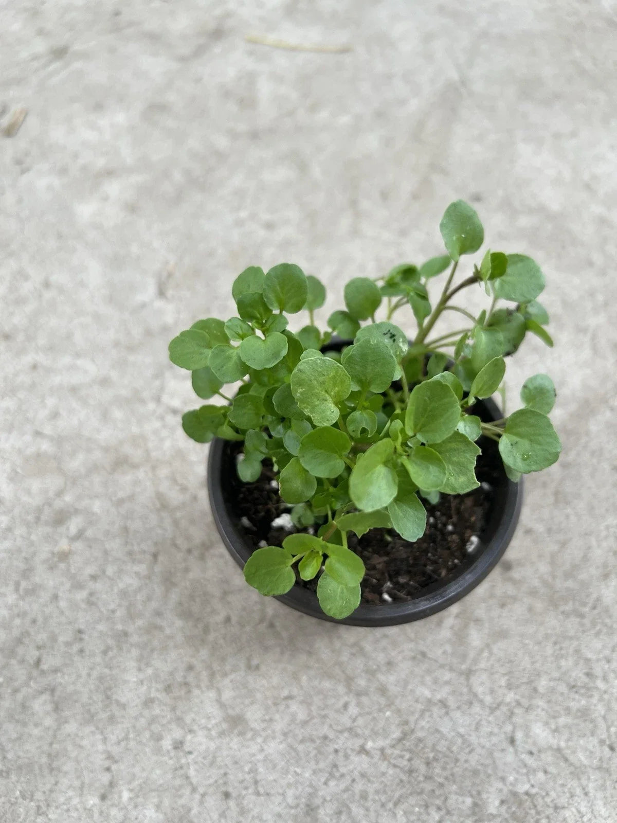 Watercress Live Plant in Pot | Edible Green | Nasturtium officinale | Fresh Organic Herb for Indoor & Outdoor Gardening