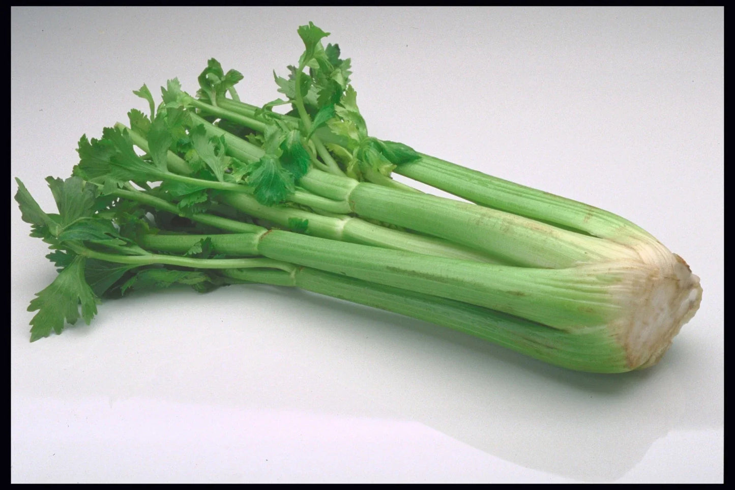 Massive Celery Seeds 200 Count for 16-Inch Stalks, Apium graveolens, Gourmet Garnish & Cocktail Ingredient