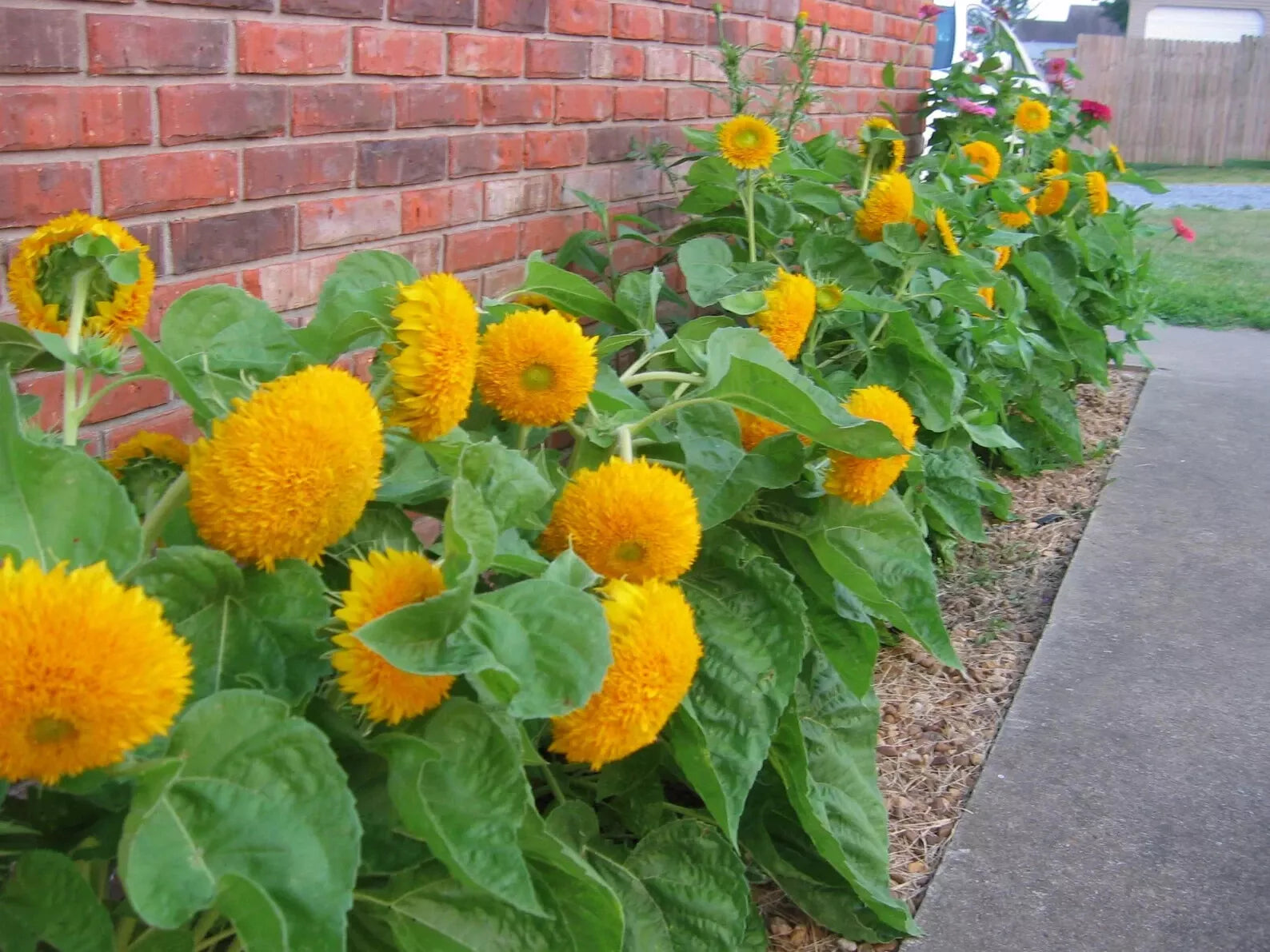 Teddy Bear Dwarf Sunflower Seeds 50 Pack Non-GMO Heirloom Helianthus annuus for Containers & Gardens