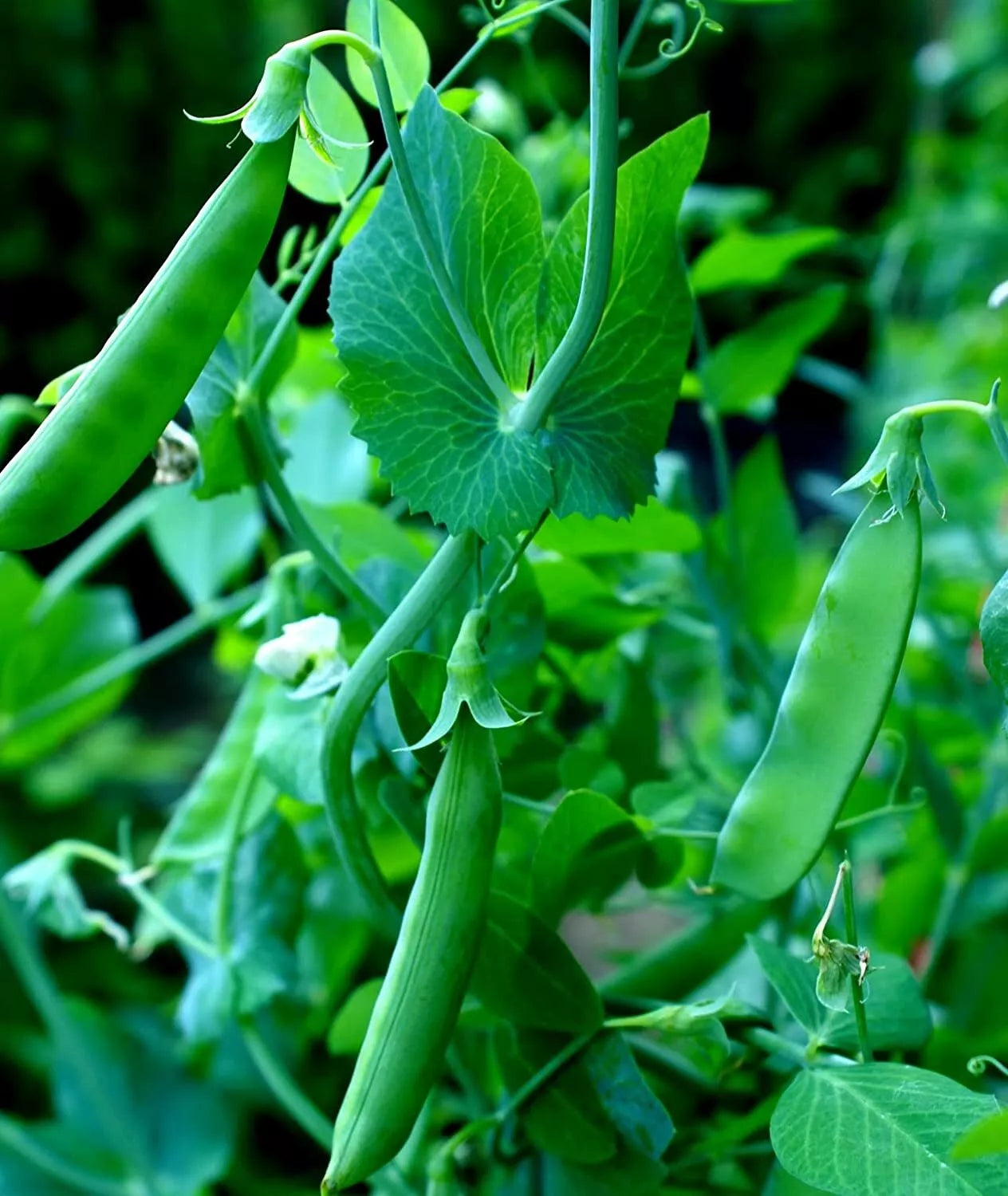 Sugar Snap Pea Seeds - 100+ Count Heirloom Pisum sativum for Planting, Climbing Vine, Cool Season, Organic Gardening