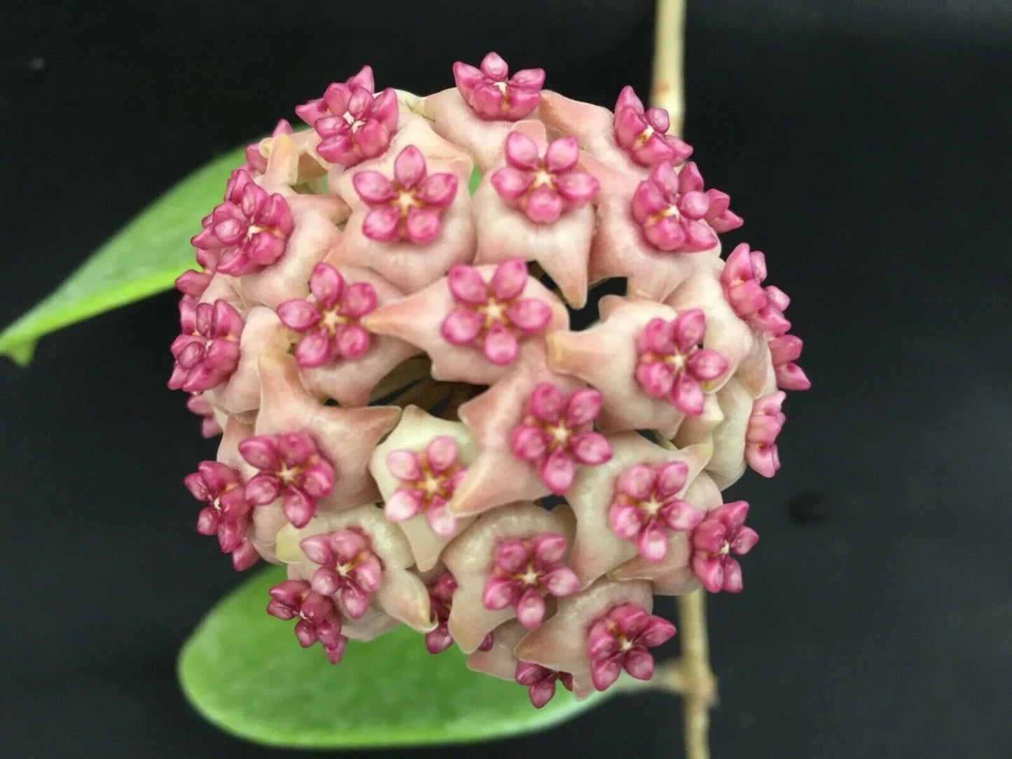 Hoya Hot Lips Rooted Plant in 3" Pot - Exotic Hybrid Indoor Houseplant - Trailing Vine with Waxy Red Margins