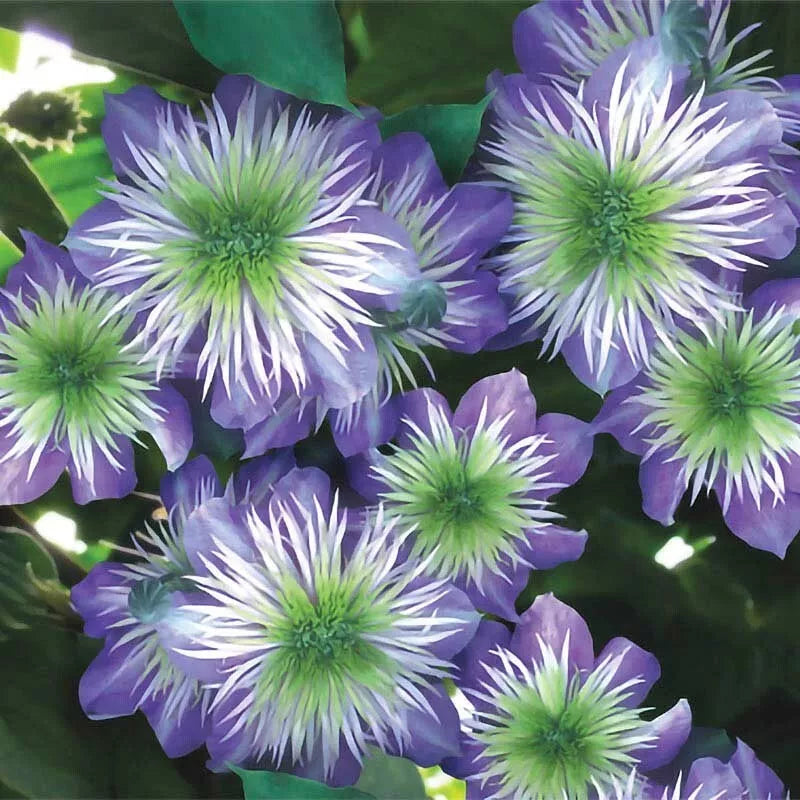 25 Crystal Fountain Clematis Seeds - Climbing Perennial Flower Seeds for Trellises & Fences - Clematis 'Crystal Fountain'