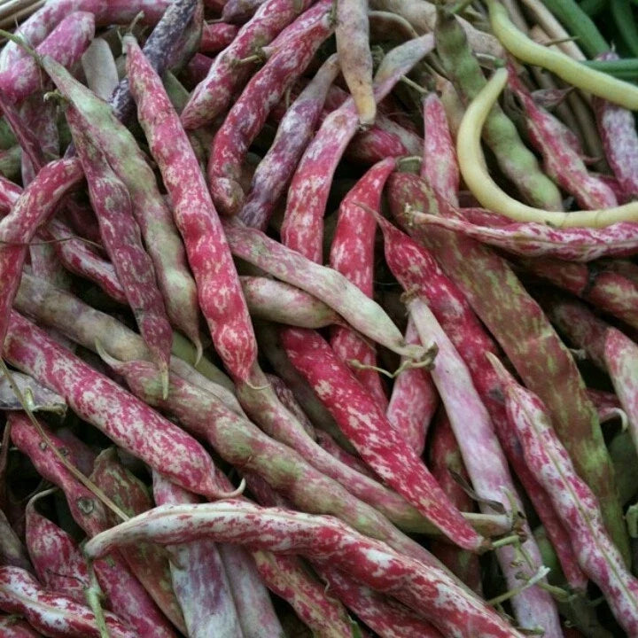 Green Bean Seeds - French Horticulture Phaseolus vulgaris - Non-GMO, Organic, Bush Variety, Full Sun, Seed Packet