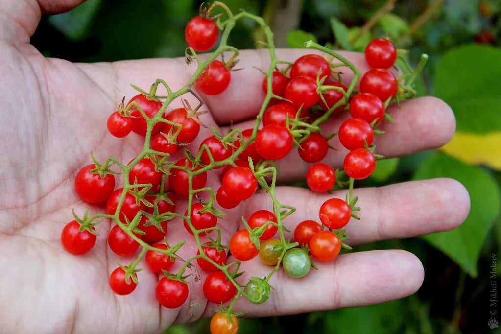 Sweet Pea Currant Tomato Seeds – Tiny, Rare Solanum pimpinellifolium, 120+ Non-GMO Seeds for Container Gardening & Bounty Harvest