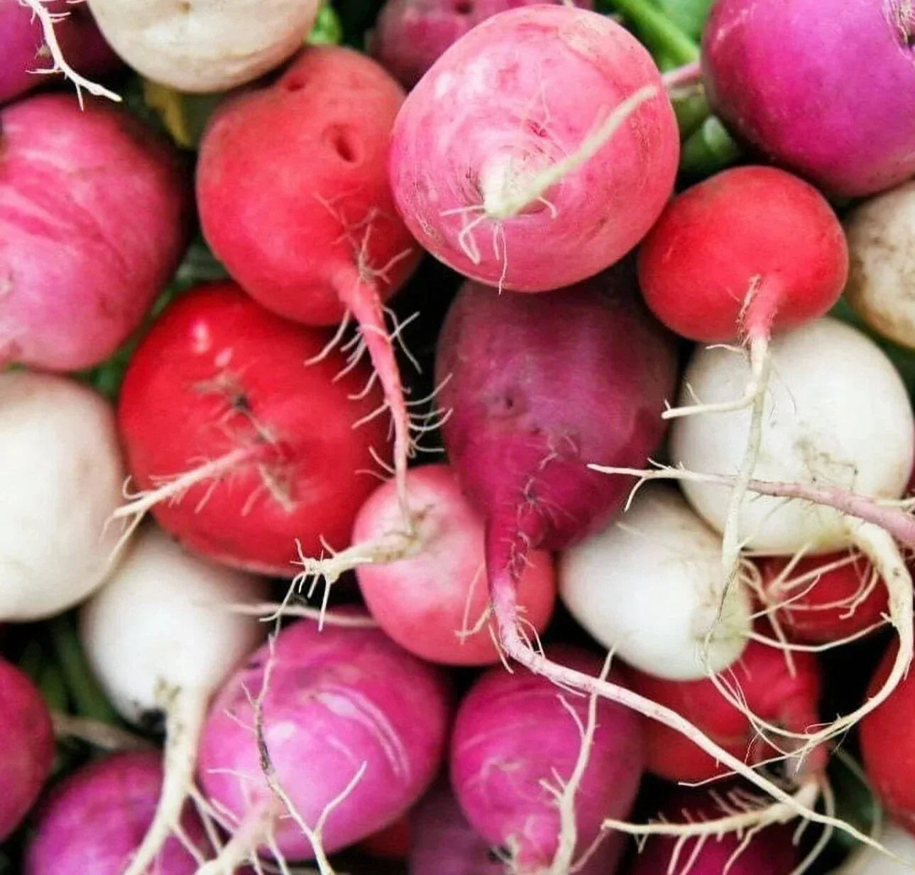 Easter Egg Radish Seeds Mix - 200+ Colorful Vegetable Garden Seeds