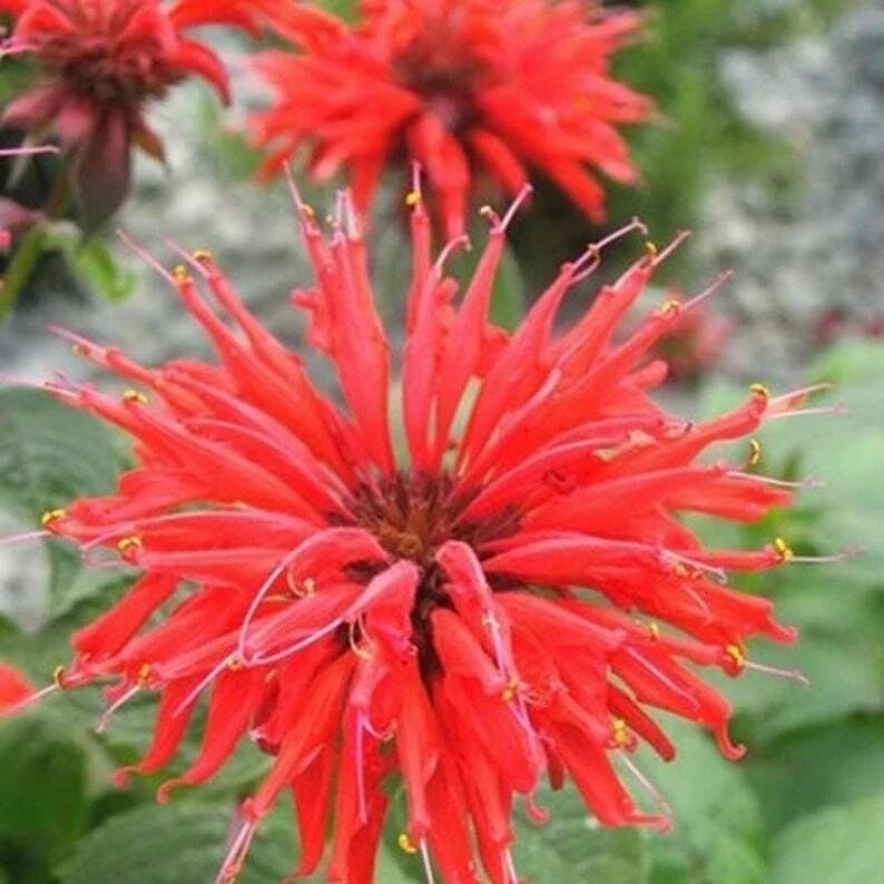 Bee Balm Seeds - 100 Bright Red Monarda didyma Flower Seeds for Hummingbirds & Pollinators
