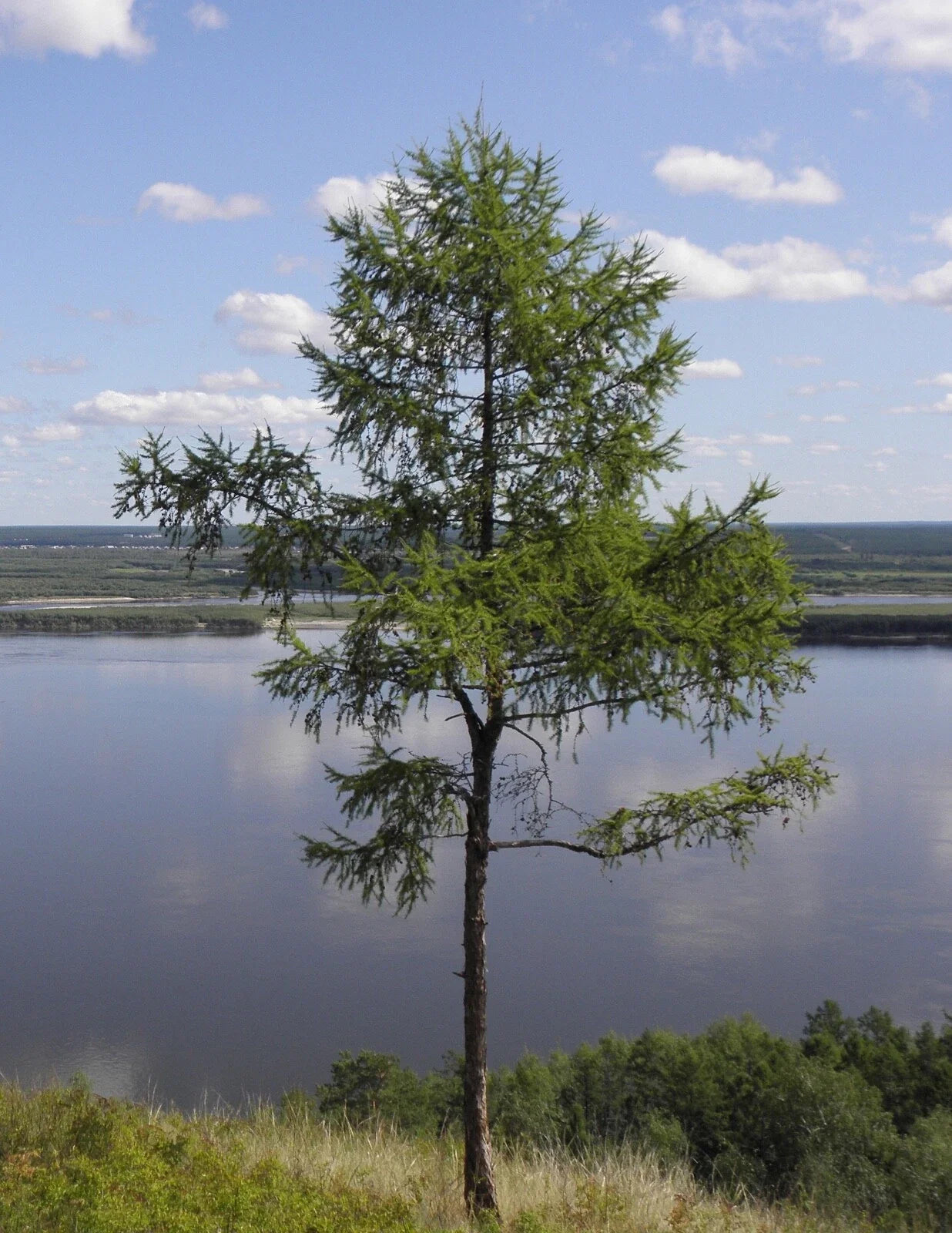 Dahurian Larch Tree Seeds - Larix gmelinii - Hardy Coniferous Seeds for Landscaping & Gardening