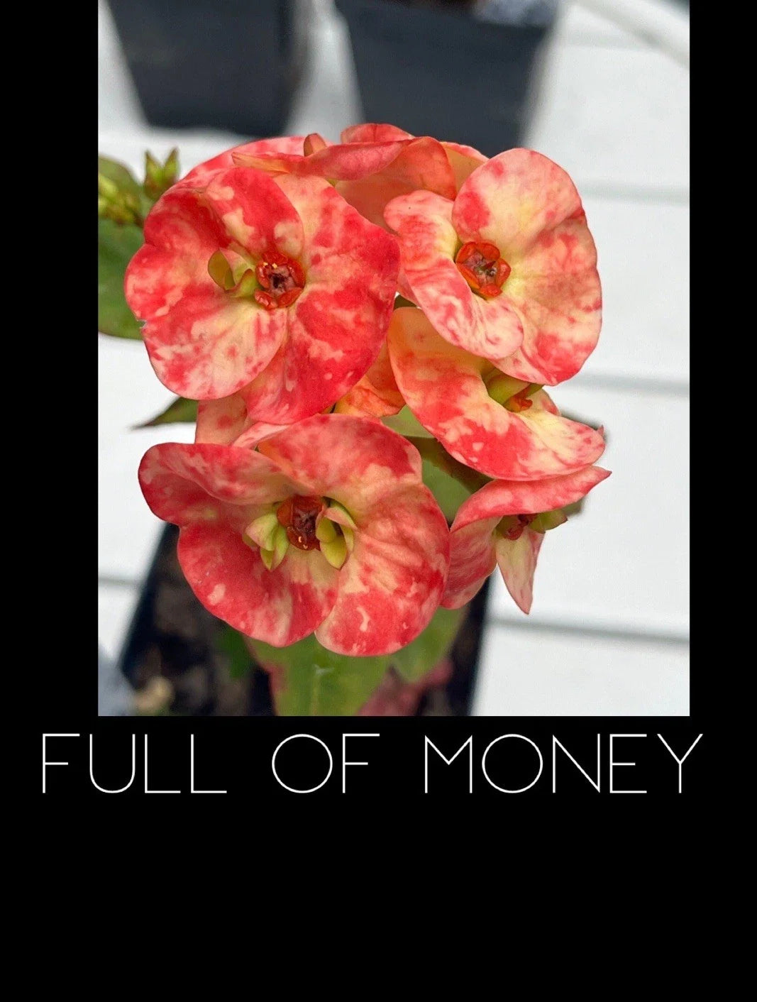 Rooted Crown of Thorns Plant - Euphorbia Milii, Colorful Succulent Indoor Plant, Full of Money Variety