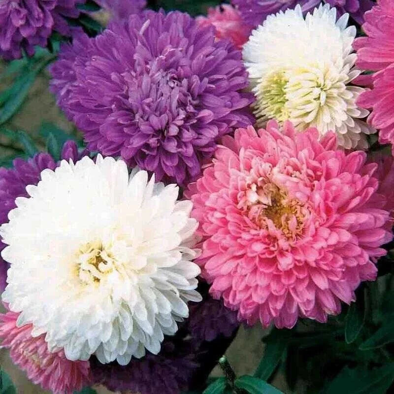 Aster Crego Mix Flower Seeds - Organic Non-GMO Heirloom Perennial for Pollinator Gardens, 25 Pack