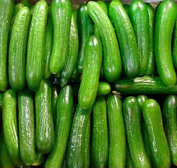 Persian Beit Alpha Cucumber Seeds - Heirloom Non-GMO, Organic, Lebanese Variety, US Grown, Salad & Pickling, Climbing Vine, 40+ Seeds