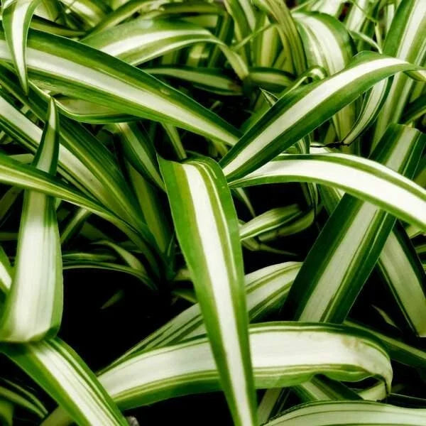 Variegated Spider Plant Set of 2 Plugs – Chlorophytum Comosum Live Starter Plants