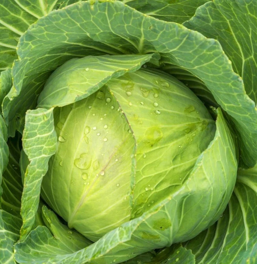 Golden Acre Cabbage Seeds - 300+ Brassica oleracea var. capitata, Compact, Edible Vegetable Seeds for Gardening