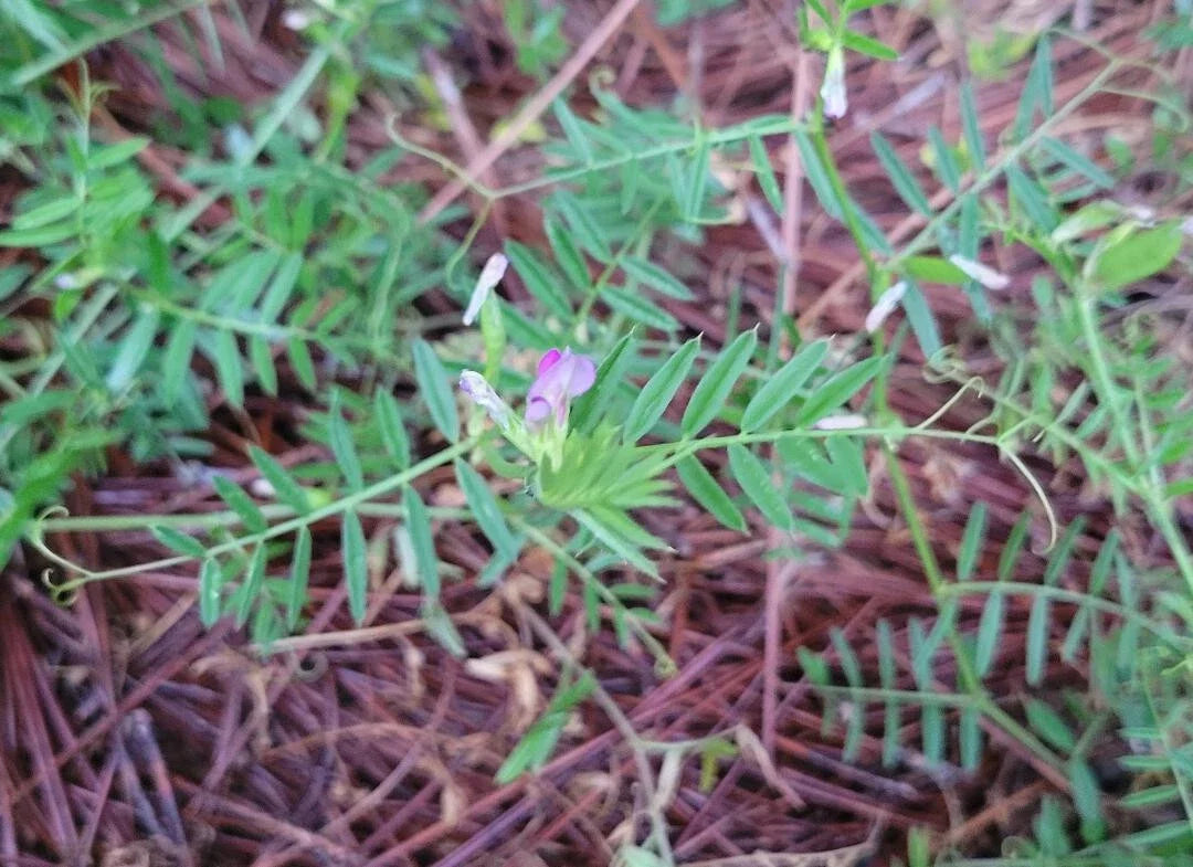Pygmyflower Vetch Seeds | 15 Seeds | Vicia Minutiflora | Florida Native Wildflower | Bee-Friendly Pollinator Plant