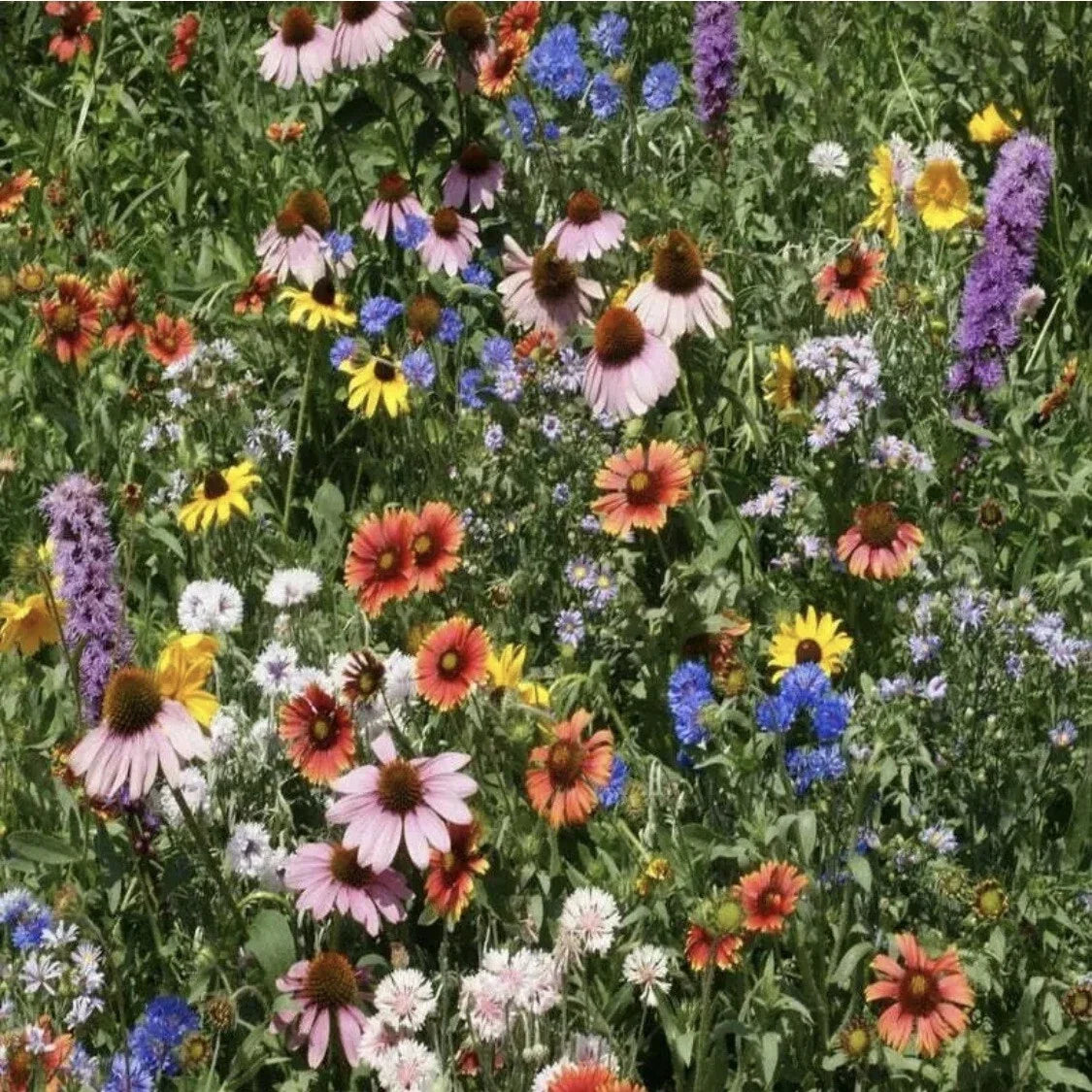 Wildflower Seed Mix - Organic Non-GMO Variety Pack - Colorful Flower Seeds for Gardens and Landscaping
