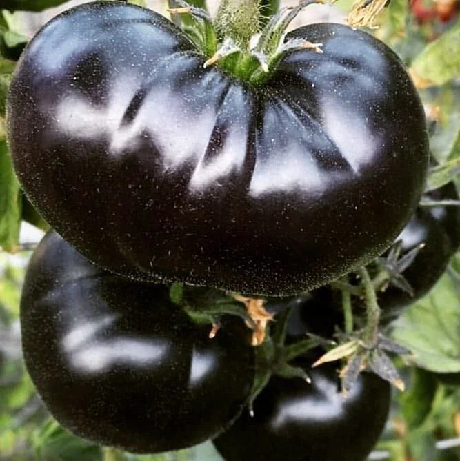 Black Sea Man Tomato Seeds - Organic Heirloom, Rare Variety, Solanum lycopersicum, Perfect for Home Gardening