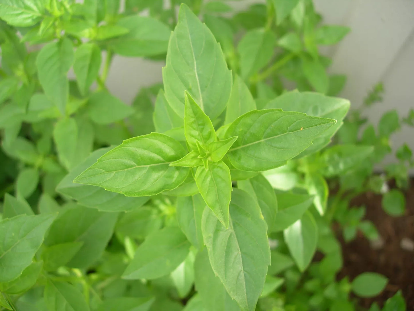 Lime Basil Seeds - Rare Herb for Culinary & Garden - Ocimum basilicum 'Lime' - 90 Seeds Pack