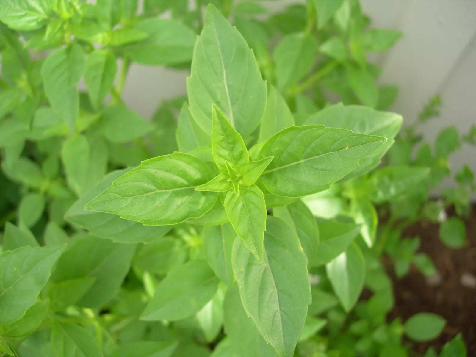 Lime Basil Seeds - Rare Herb for Culinary & Garden - Ocimum basilicum 'Lime' - 90 Seeds Pack