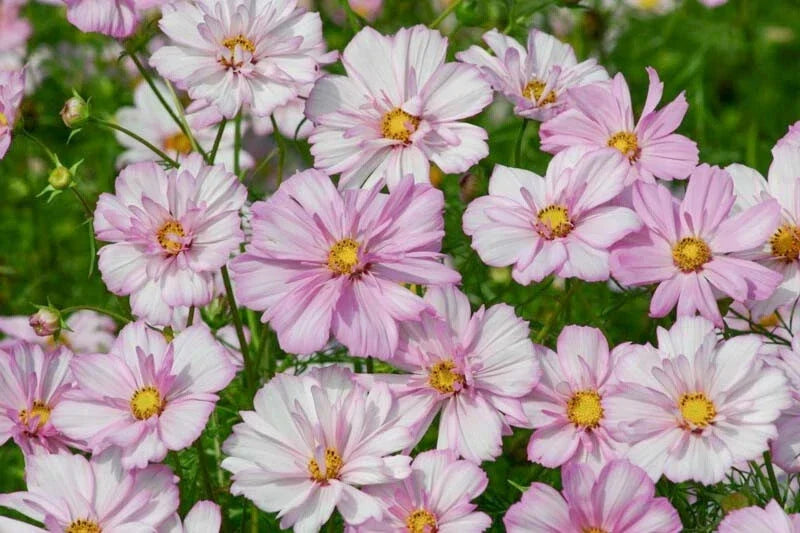 Cosmos Seeds - 200+ Pack - Cosimo Collarette Variety - Annual Flower for Garden, Borders, Containers - Cosmos bipinnatus