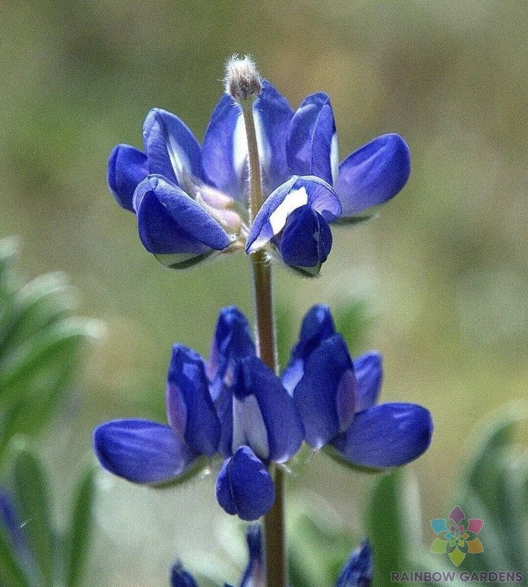 Bicolor Mini Lupine Seeds - 25+ Pack for Garden Planting - Lupinus polyphyllus - Attracts Pollinators