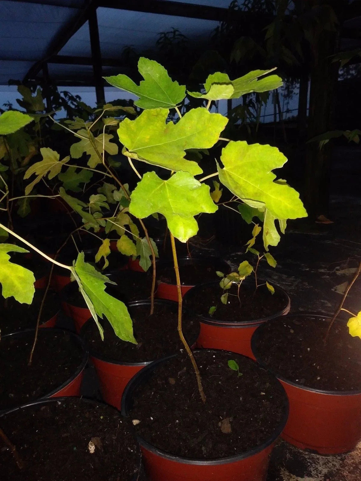 Ficus Brown Turkey Fig Tree Plant Starter 3-8 Inches Edible Cold Hardy Ficus carica