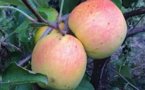 Suncrisp Apple Seeds - Pack of 25+ for Gardening, Malus domestica, Non-GMO, USA Grown, Fruit Tree Seeds