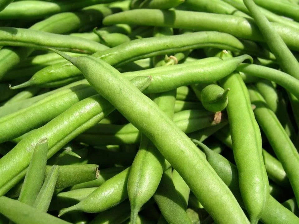 Green Bean Seeds - Landreth Stringless Phaseolus vulgaris - Non-GMO, Fresh, Climbing, Home Garden, 50 Seeds