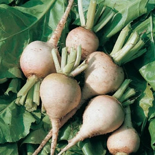 White Albino Beet Seeds – Organic Beta vulgaris, Heirloom, Fresh Pack of 200 Seeds for Gardening