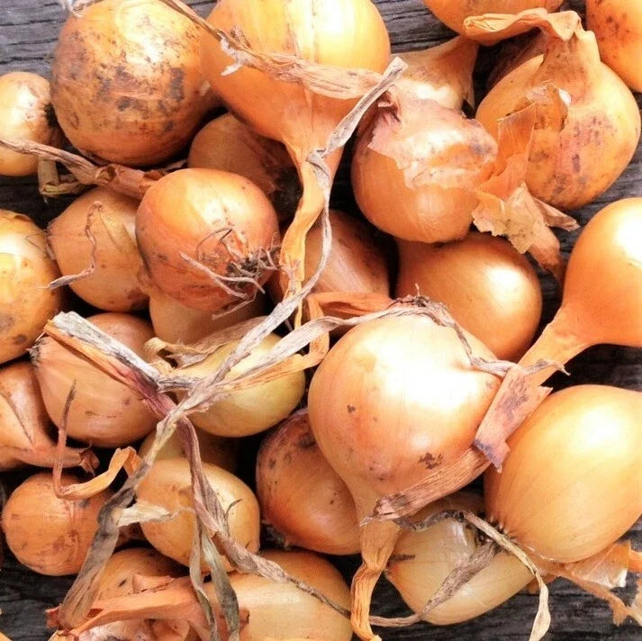 Super Sweet Candy Onion Sets – Vidalia Yellow Granex Bulbs for Planting, Allium cepa 'Granex', Bulb, 10 Pack