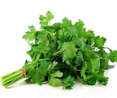 Italian Parsley Seeds - 200+ Dark Green Flat Leaf Herb - Petroselinum crispum