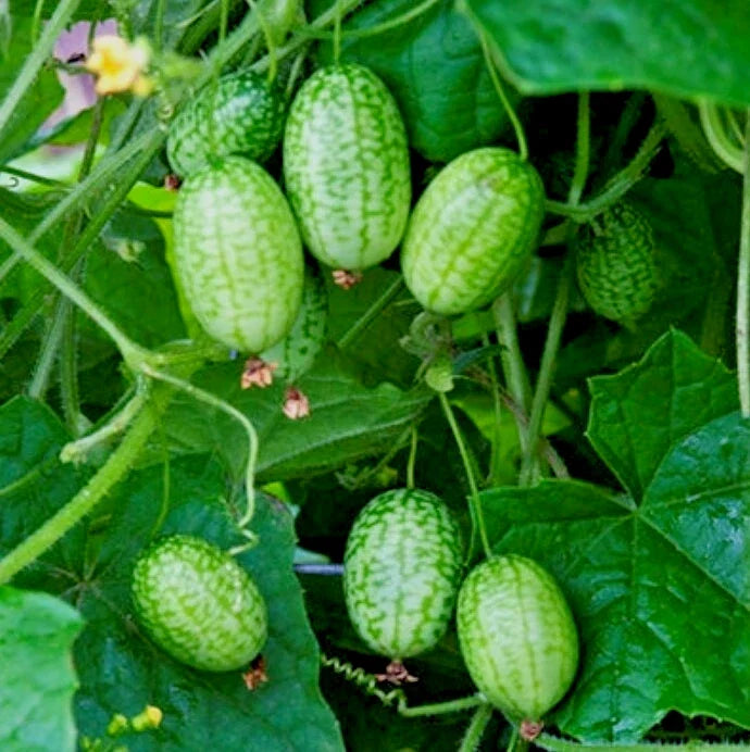 Cucamelon Plants Set 2 in 4-inch Pots | Melothria Scabra | Mouse Melon | Mini Watermelon | Mexican Sour Cucumber