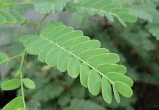 Organic Tamarind Seeds 5oz - Tamarindus indica Tropical Tree Fruit