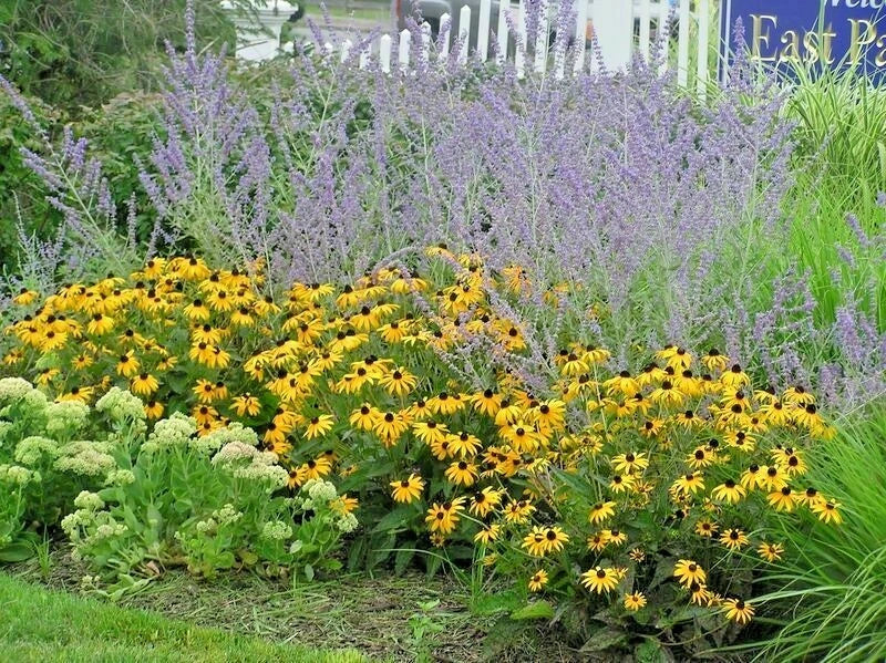Brown Eyed Susan Seeds - 200+ Rudbeckia hirta Perennial Wildflower for Gardens, Borders, and Pollinator Attracting Seeds