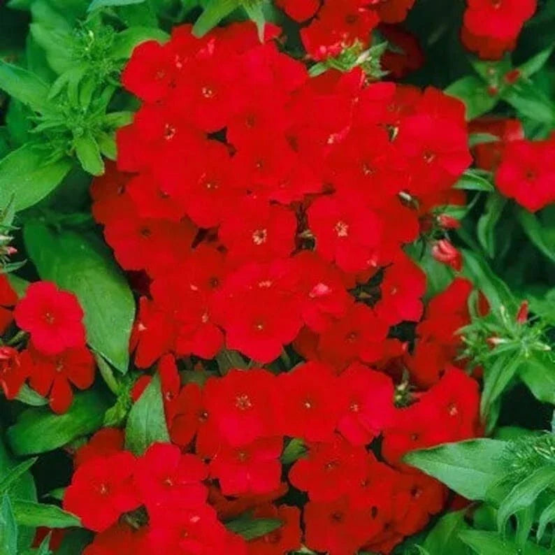 Red Drummond Phlox Seeds – Organic, Non-GMO, Vibrant Red Blooms, 200 Seeds for Garden, Landscape & Pollinator Attracting
