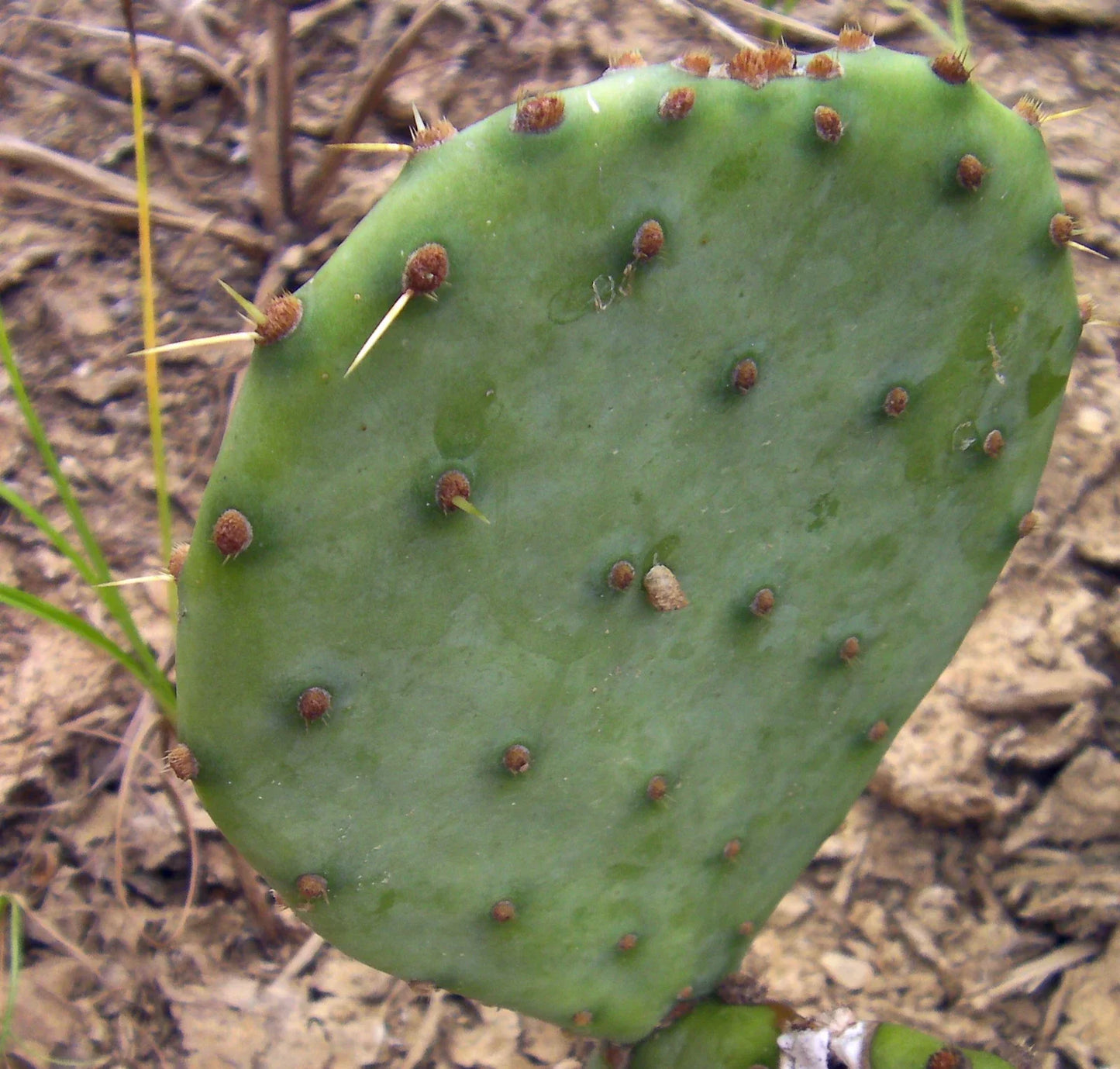 Large Opuntia violacea Purple Santa Rita Prickly Pear Cactus Cuttings - 2 Pads, Purple Variety