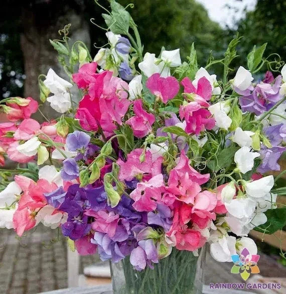 Bijou Dwarf Mix Sweet Pea Seeds - 50+ Pack, Lathyrus odoratus, Fragrant Annual Flowers for Garden & Container Planting