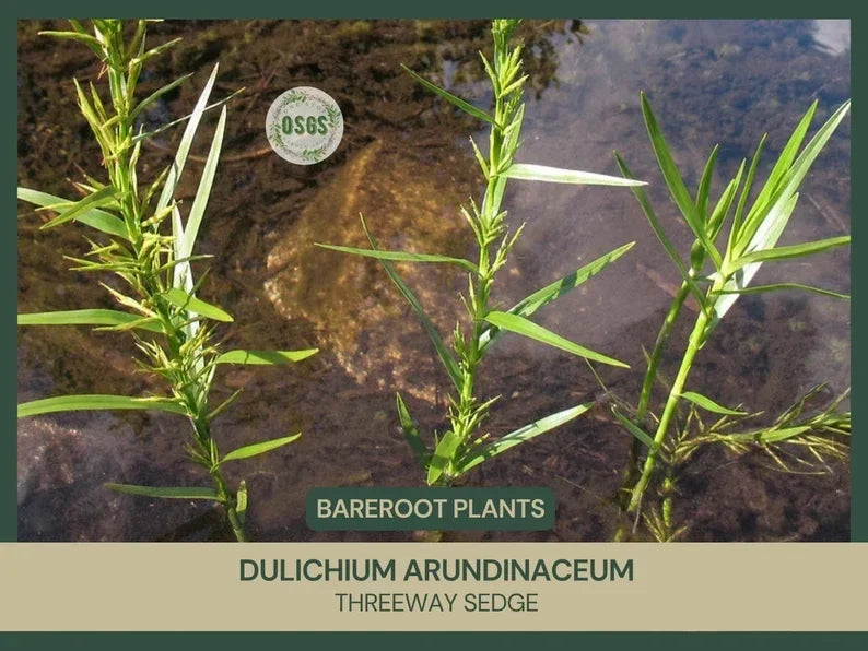 Bare-root Threeway Sedge Dulichium arundinaceum Native Wetland Plant for Rain Gardens