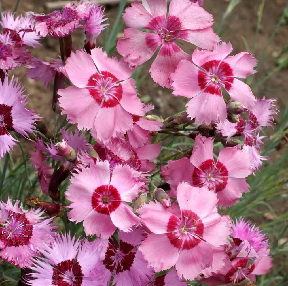 Dianthus Seeds - Cottage Pinks - 100+ Perennial Flower Seeds - Dianthus Plumarius